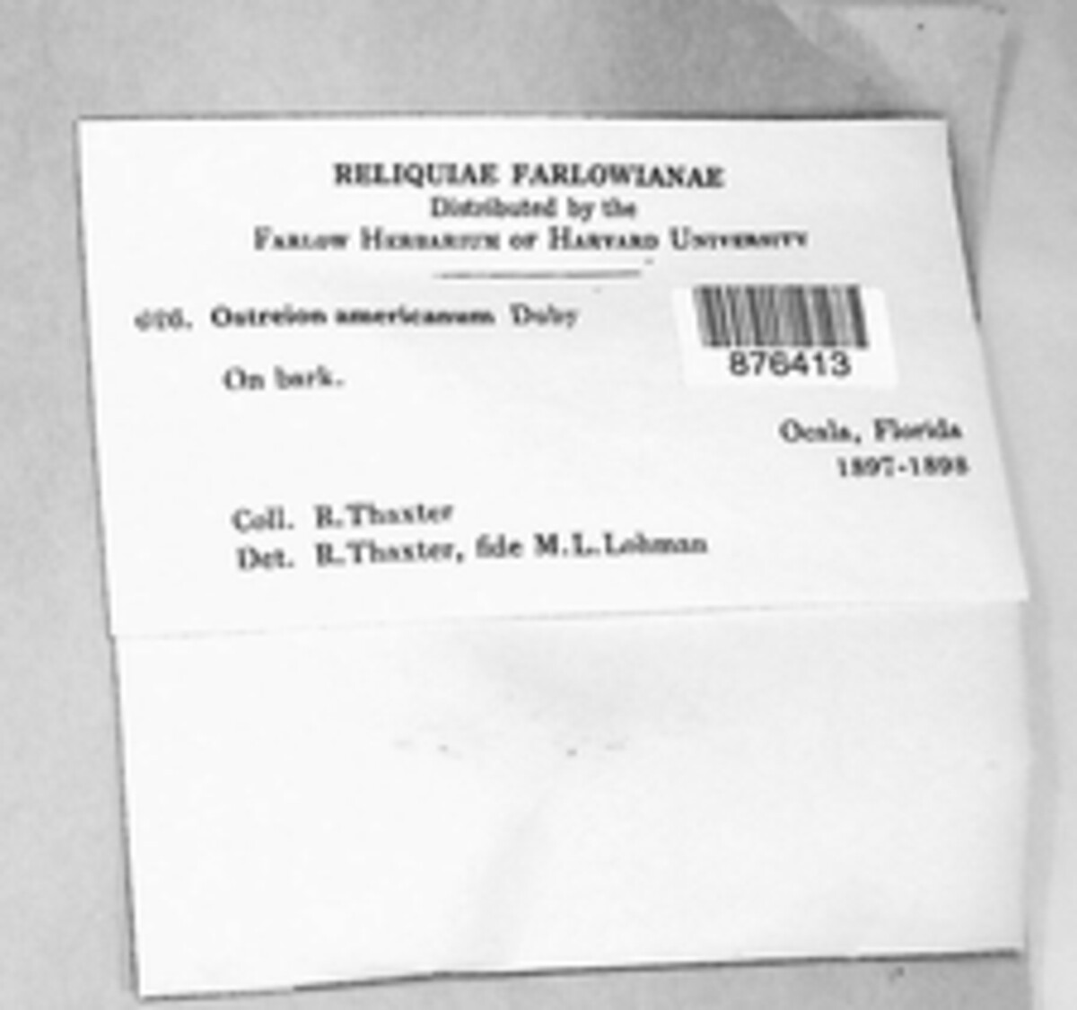 Hysteriaceae image